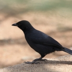 Serengeti N.P. Rechtstaartdrongo (Dicrurus Ludwigii) (0992)