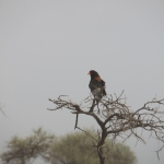 Serengeti N.P. Bateleur (Terathopius Ecaudatus) (1012)