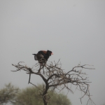 Serengeti N.P. Bateleur (Terathopius Ecaudatus) (1016)