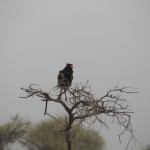 Serengeti N.P. Bateleur (Terathopius Ecaudatus) (1021)