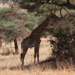 Serengeti N.P. Noordelijke Giraffe (Giraffa Camelopardalis) (1032)