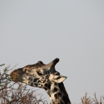 Serengeti N.P. Noordelijke Giraffe (Giraffa Camelopardalis) (1038)