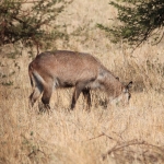 Serengeti N.P. Defassa Waterbok (Kobus Ellipsiprymnus Defassa) (1034)