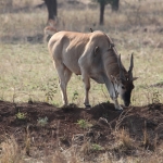 Serengeti N.P. Elandantilope (Tragelaphus Oryx) (1043)