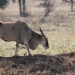 Serengeti N.P. Elandantilope (Tragelaphus Oryx) (1045)