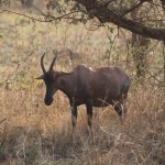 Serengeti N.P. Lierantilope (Damaliscus Lunatus) (1054)