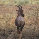 Serengeti N.P. Lierantilope (Damaliscus Lunatus) (1055)