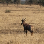 Serengeti N.P. Lierantilope (Damaliscus Lunatus) (1133)