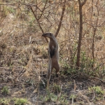 Serengeti N.P. Zebramangoeste (Mungos Mungo) (1061)