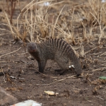 Serengeti N.P. Zebramangoeste (Mungos Mungo) (1474)