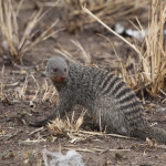 Serengeti N.P. Zebramangoeste (Mungos Mungo) (1477)