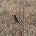 Serengeti N.P. Grijze Tok (Tockus Nasutus) (1066)