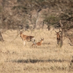 Serengeti N.P. Hartenbeest (Alcelaphus Buselaphus) (1091)