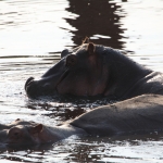 Serengeti N.P. Nijlpaard (Hippopotamus Amphibius) (1097)