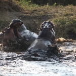 Serengeti N.P. Nijlpaard (Hippopotamus Amphibius) (1099)