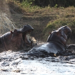 Serengeti N.P. Nijlpaard (Hippopotamus Amphibius) (1100)