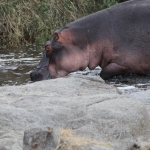 Serengeti N.P. Nijlpaard (Hippopotamus Amphibius) (1549)