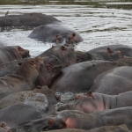 Serengeti N.P. Nijlpaard (Hippopotamus Amphibius) (1595)