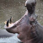 Serengeti N.P. Nijlpaard (Hippopotamus Amphibius) (1608)