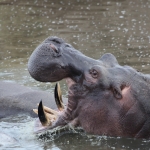 Serengeti N.P. Nijlpaard (Hippopotamus Amphibius) (1609)