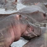 Serengeti N.P. Nijlpaard (Hippopotamus Amphibius) (1612)