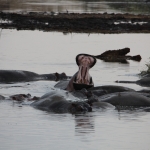 Serengeti N.P. Nijlpaard (Hippopotamus Amphibius) (1614)