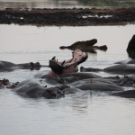 Serengeti N.P. Nijlpaard (Hippopotamus Amphibius) (1616)