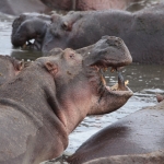 Serengeti N.P. Nijlpaard (Hippopotamus Amphibius) (1620)