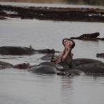 Serengeti N.P. Nijlpaard (Hippopotamus Amphibius) (1632)