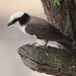 Serengeti N.P. Rüppells Witkruinklauwier (Eurocephalus Ruppelli) (1418)