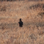 Serengeti N.P. Kapgier (Necrosyrtes Monachus) (1123)