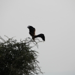 Serengeti N.P. Savannearend (Aquila Rapax) (1149)