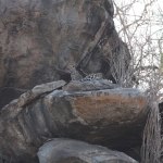 Serengeti N.P. Luipaard (Panthera Pardus) (1157)