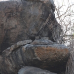 Serengeti N.P. Luipaard (Panthera Pardus) (1161)