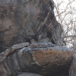 Serengeti N.P. Luipaard (Panthera Pardus) (1174)