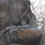 Serengeti N.P. Luipaard (Panthera Pardus) (1179)