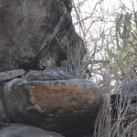 Serengeti N.P. Luipaard (Panthera Pardus) (1188)