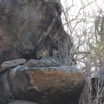 Serengeti N.P. Luipaard (Panthera Pardus) (1192)