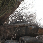 Serengeti N.P. Luipaard (Panthera Pardus) (1205)