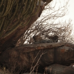 Serengeti N.P. Luipaard (Panthera Pardus) (1228)