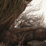 Serengeti N.P. Luipaard (Panthera Pardus) (1242)