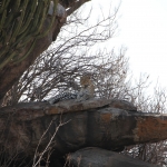 Serengeti N.P. Luipaard (Panthera Pardus) (1259)