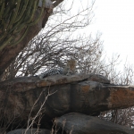 Serengeti N.P. Luipaard (Panthera Pardus) (1272)