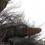 Serengeti N.P. Luipaard (Panthera Pardus) (1276)