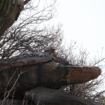 Serengeti N.P. Luipaard (Panthera Pardus) (1295)