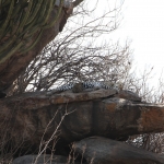 Serengeti N.P. Luipaard (Panthera Pardus) (1306)