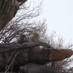 Serengeti N.P. Luipaard (Panthera Pardus) (1322)