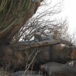 Serengeti N.P. Luipaard (Panthera Pardus) (1326)