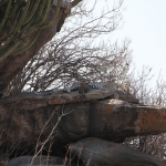 Serengeti N.P. Luipaard (Panthera Pardus) (1344)