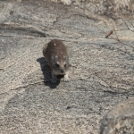 Serengeti N.P. Kaapse Klipdas (Procavia Capensis) (1353)